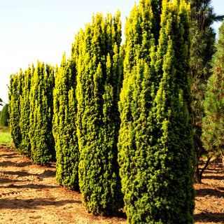 Gelbe Säulen-Eibe 'Fastigiata Aureomarginata' (Taxus baccata)