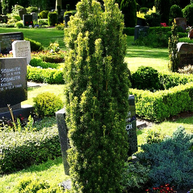Gelbe Säulen-Eibe 'Fastigiata Aureomarginata' (Taxus baccata)