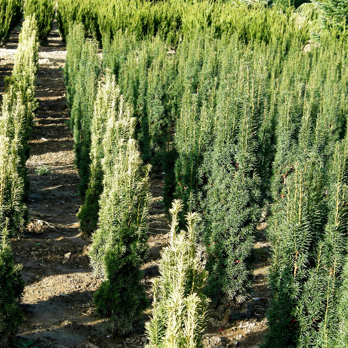 Gelbe Säulen-Eibe 'Fastigiata Aureomarginata' (Taxus baccata)