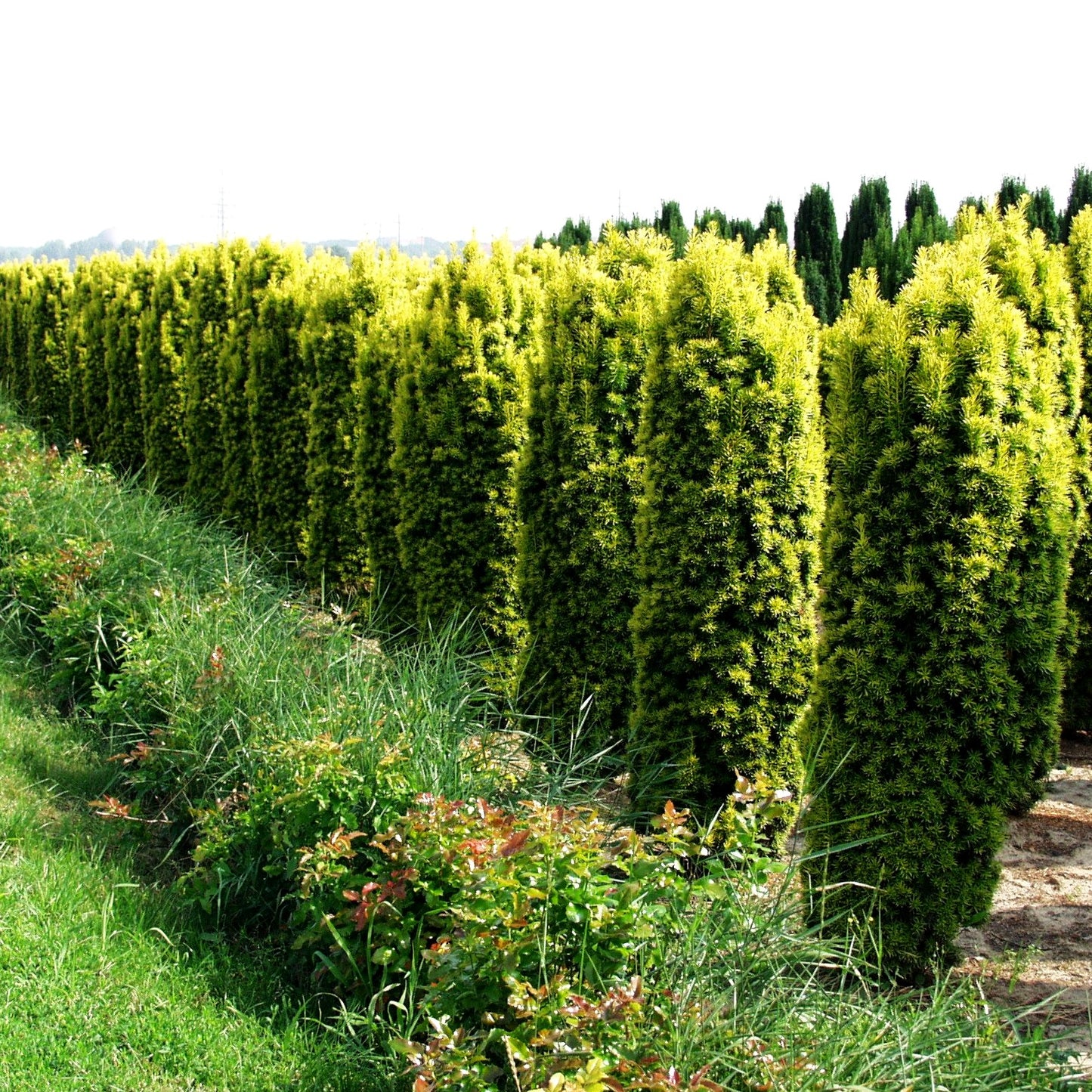Gelbe Säulen-Eibe 'Fastigiata Aureomarginata' (Taxus baccata)