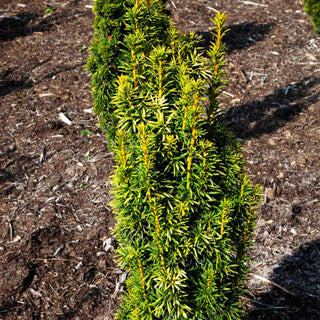 Gelbe Säulen-Eibe 'Fastigiata Goldstar' (Taxus baccata)