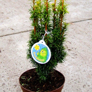 Gelbe Säulen-Eibe 'Fastigiata Goldstar' (Taxus baccata)