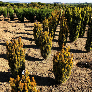 Gelbe Säulen-Eibe 'Germer's Gold' (Taxus baccata)