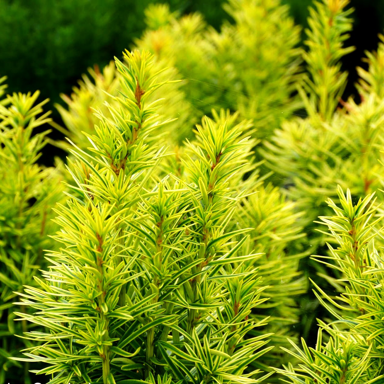 Gelbe Säulen-Eibe 'Germer's Gold' (Taxus baccata)