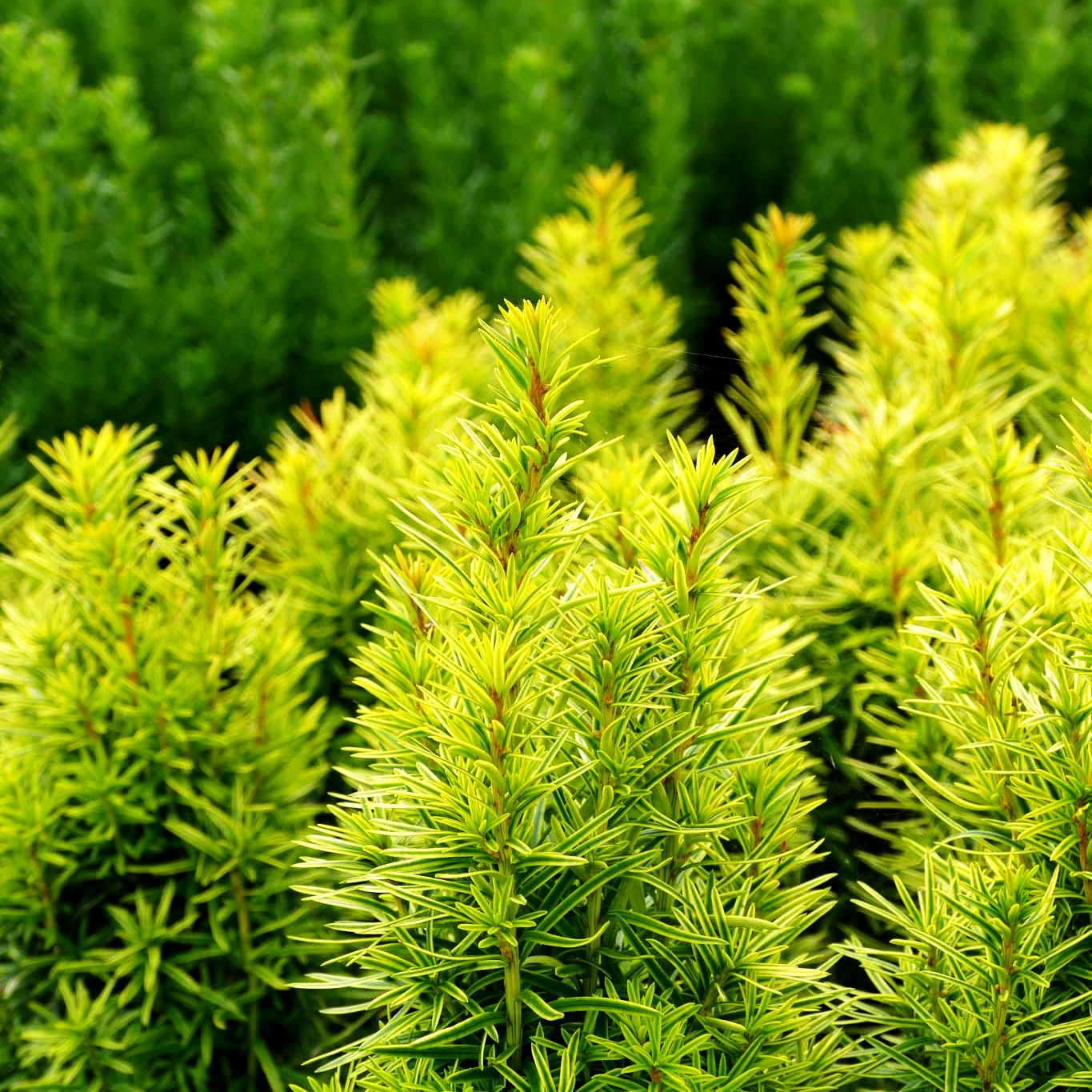 Gelbe Säulen-Eibe 'Germer's Gold' (Taxus baccata)