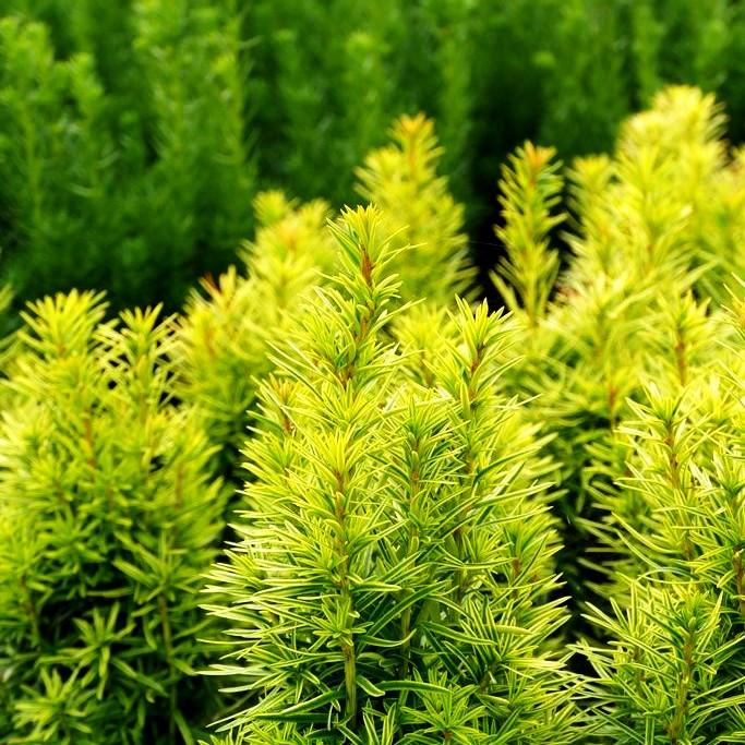 Gelbe Säulen-Eibe 'Germer's Gold' (Taxus baccata)