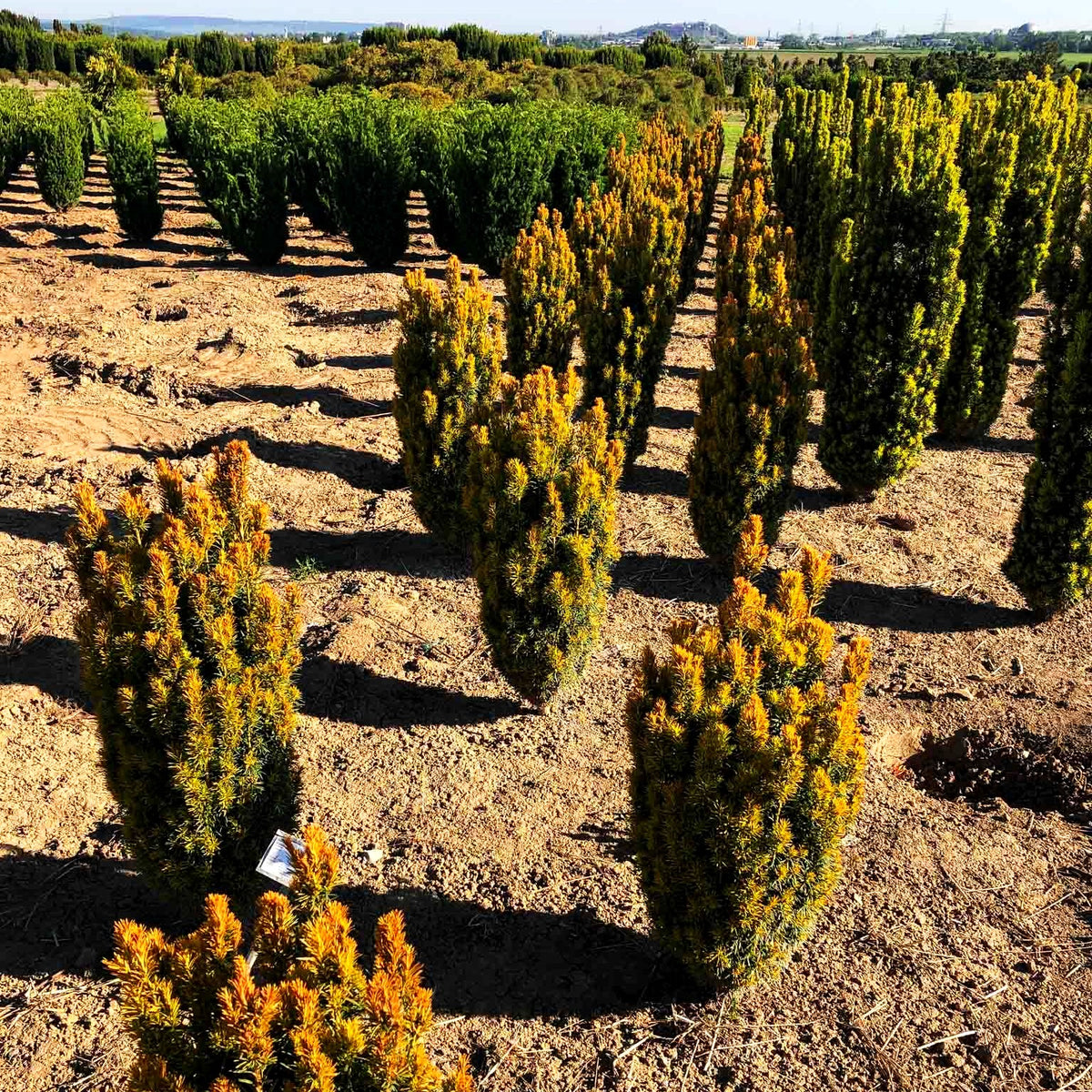 Gelbe Säulen-Eibe 'Germer's Gold' (Taxus baccata)