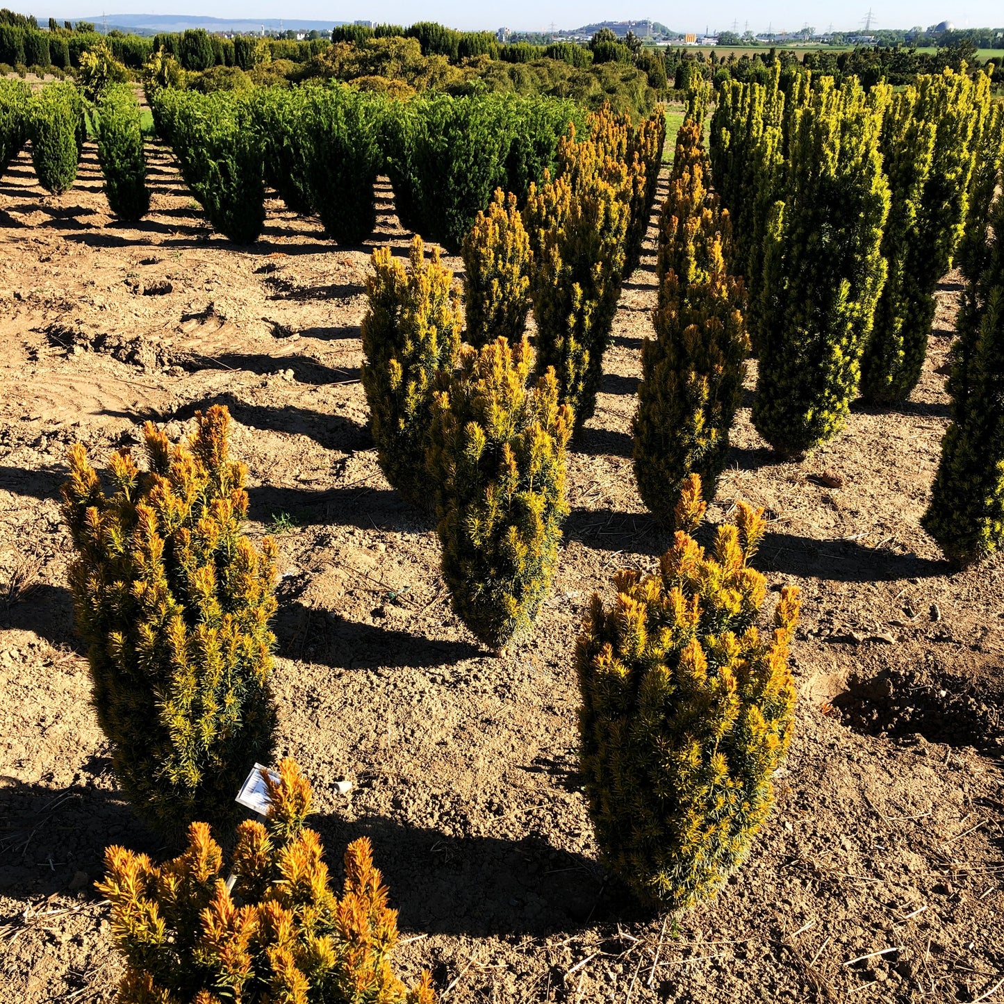 Gelbe Säulen-Eibe 'Germer's Gold' (Taxus baccata)