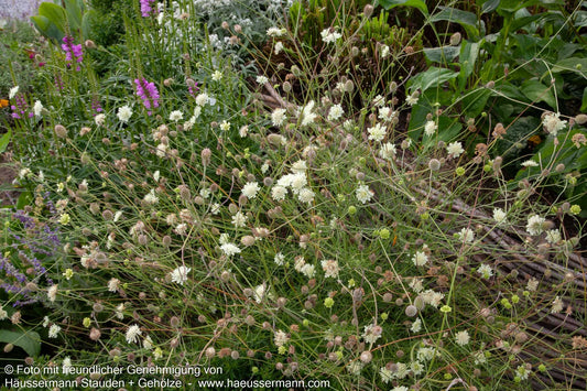 Gelbe Skabiose (Scabiosa ochroleuca)