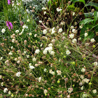 Gelbe Skabiose (Scabiosa ochroleuca)