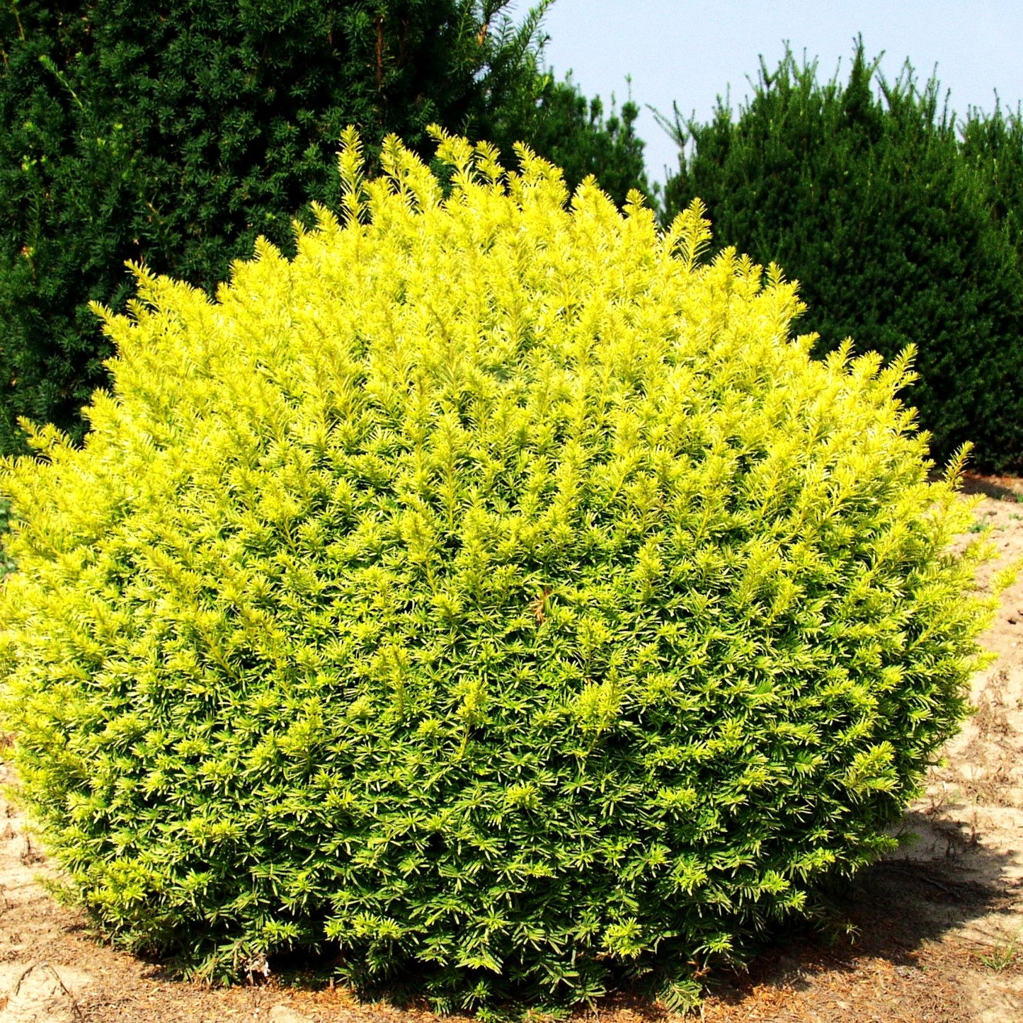 Gelbe Strauch-Eibe 'Semperaurea' (Taxus baccata)