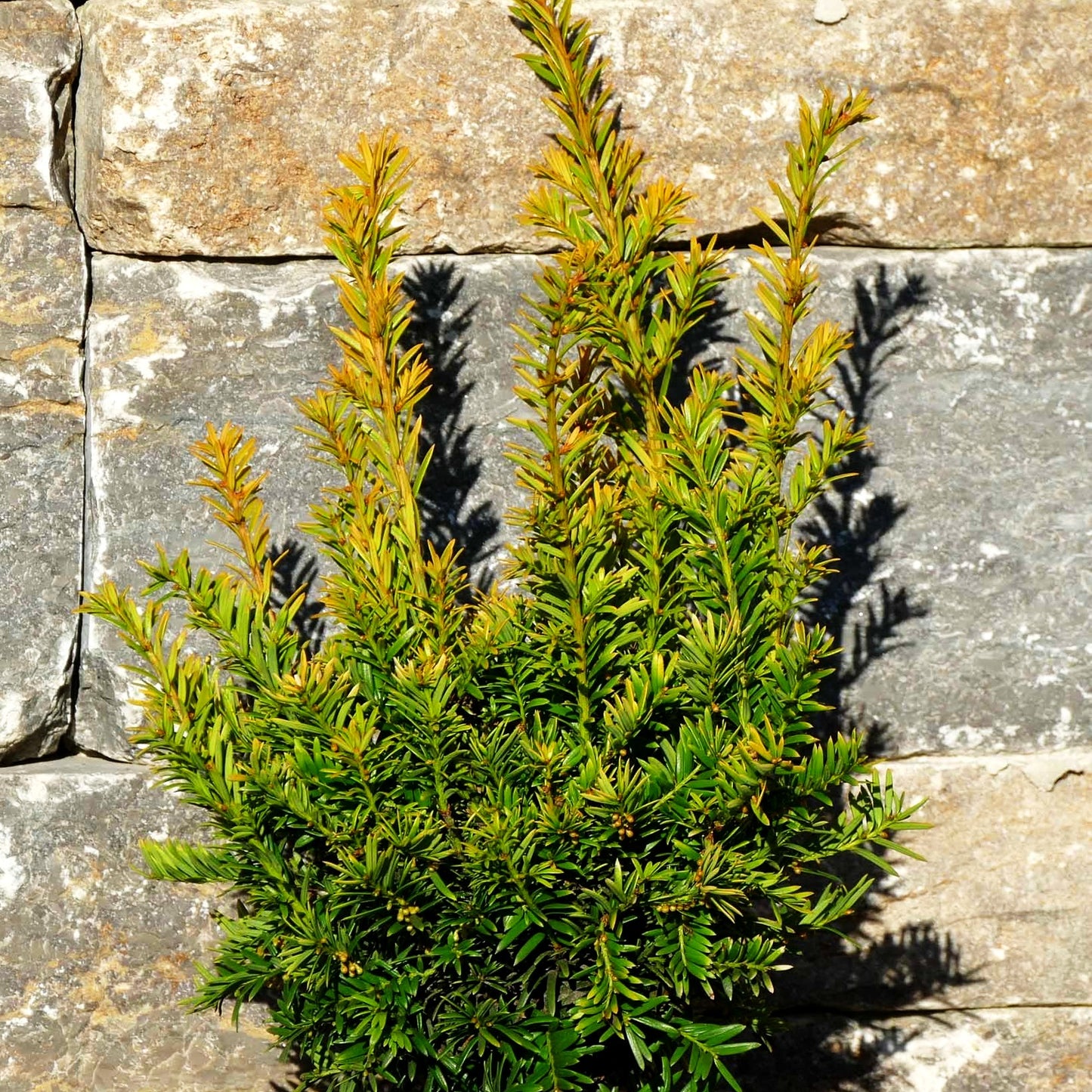 Gelbe Strauch-Eibe 'Semperaurea' (Taxus baccata)