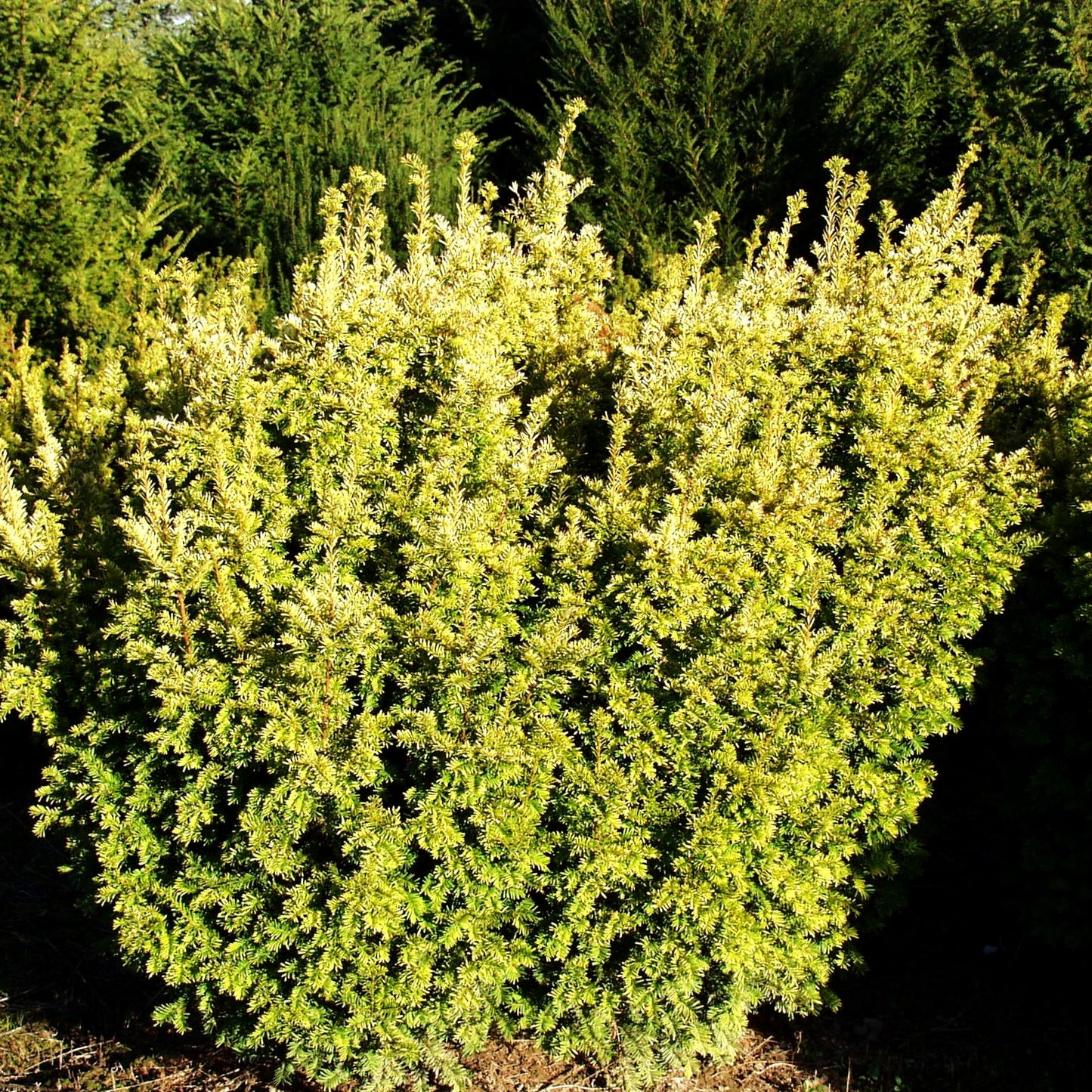 Gelbe Strauch-Eibe 'Semperaurea' (Taxus baccata)