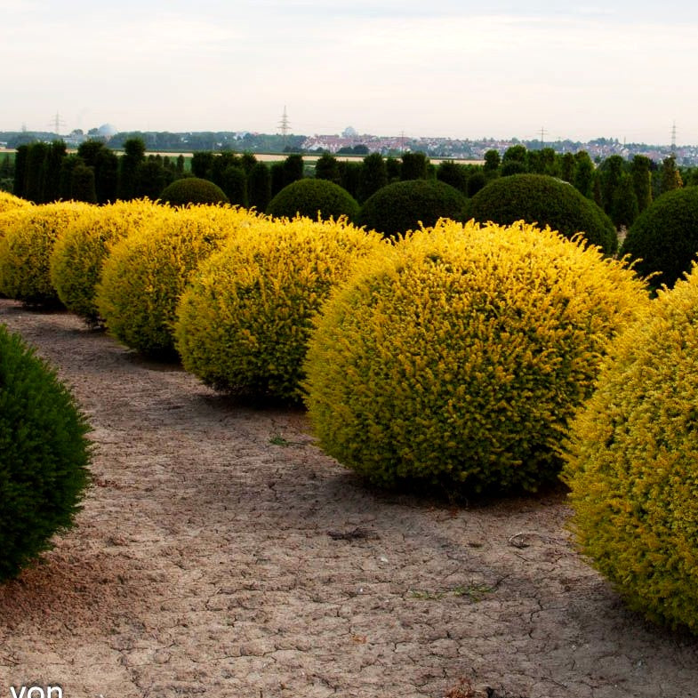 Gelbe Strauch-Eibe 'Semperaurea' (Taxus baccata)
