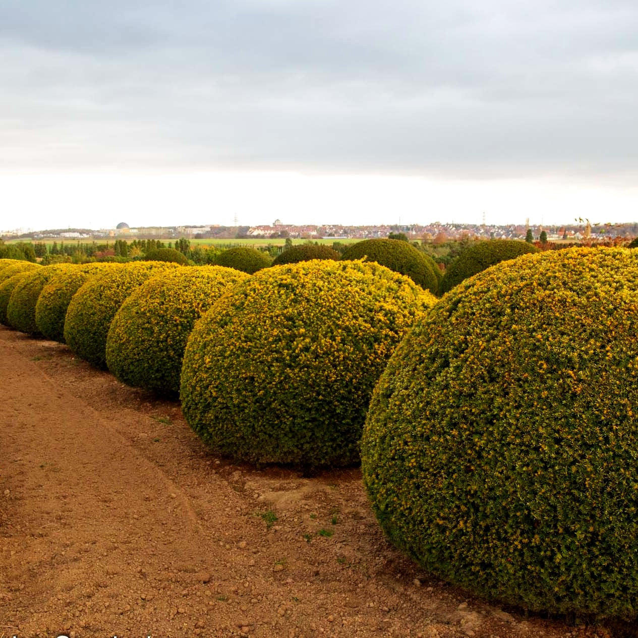 Gelbe Strauch-Eibe 'Semperaurea' (Taxus baccata)
