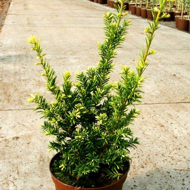 Gelbe Strauch-Eibe 'Semperaurea' (Taxus baccata)