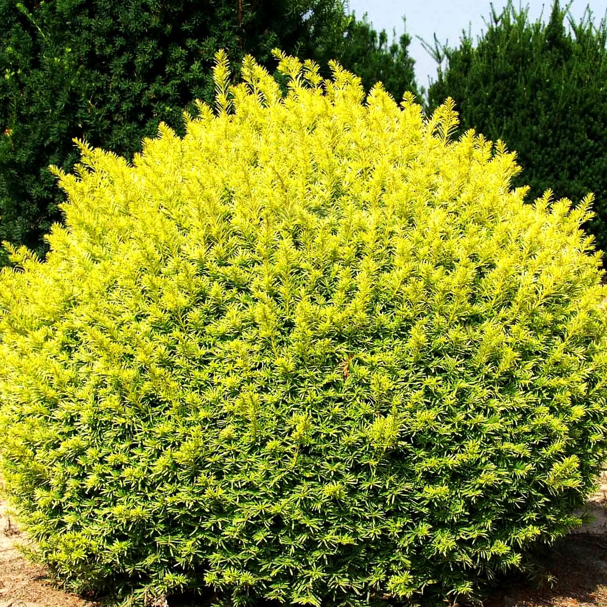 Gelbe Strauch-Eibe 'Semperaurea' (Taxus baccata)