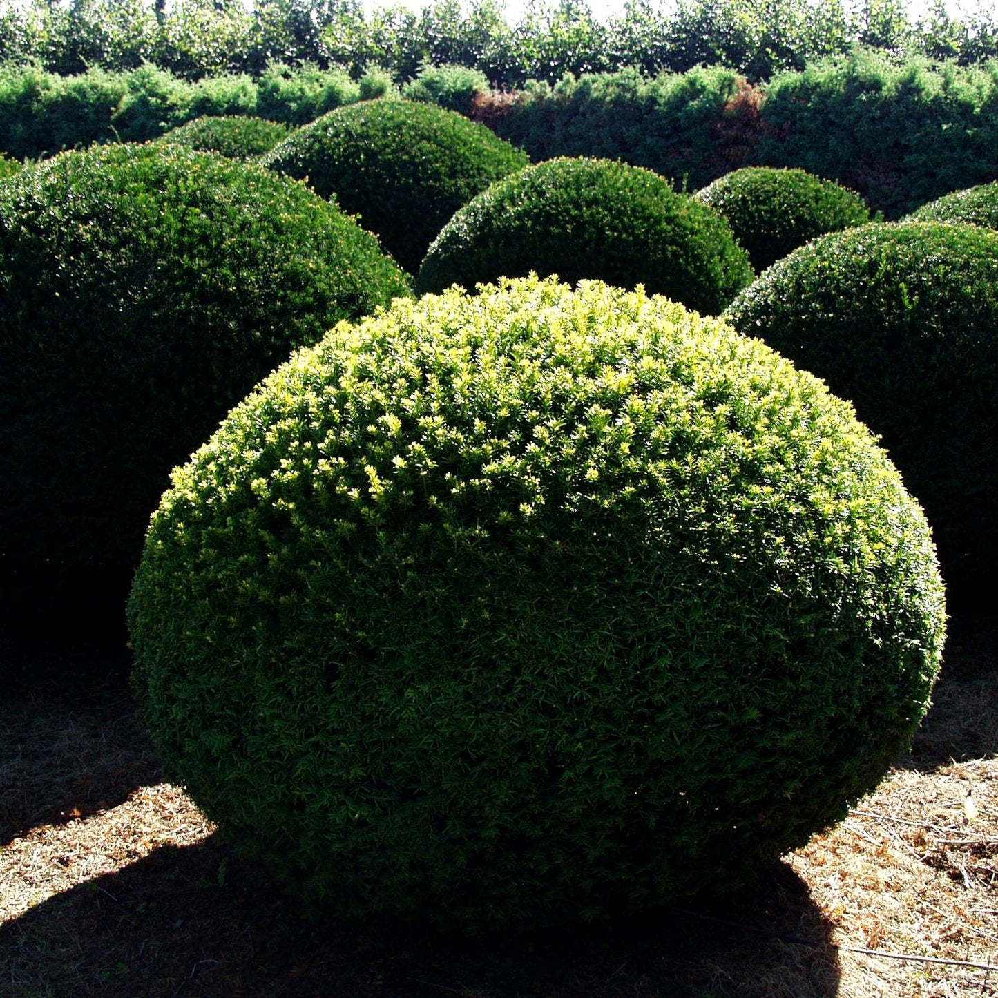 Gelbe Strauch-Eibe 'Semperaurea' (Taxus baccata)