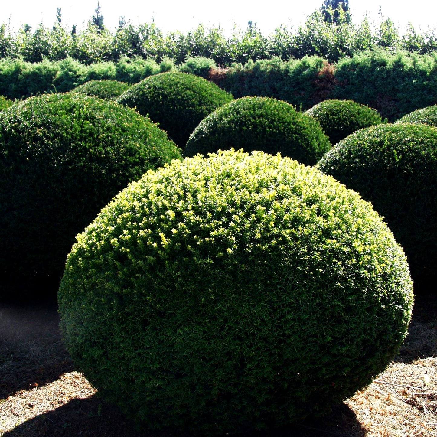Gelbe Strauch-Eibe 'Semperaurea' (Taxus baccata)