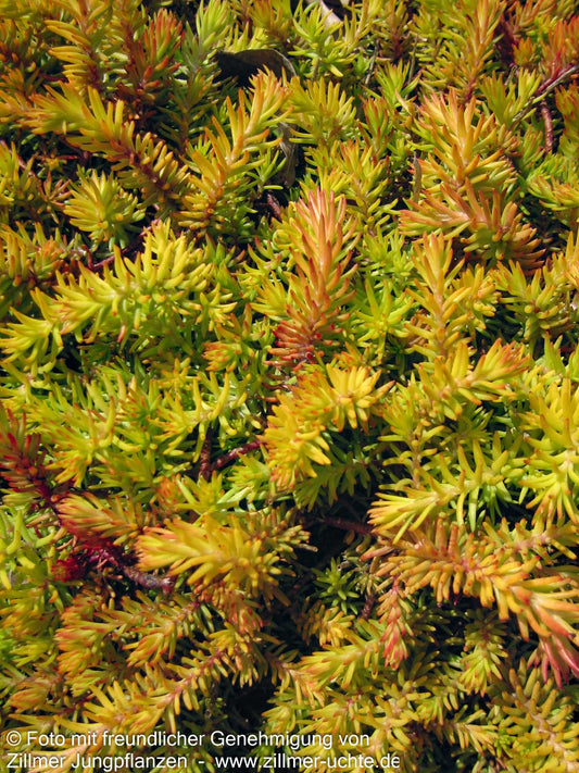 Gelbe-Tripmadam 'Angelina' (Sedum reflexum)