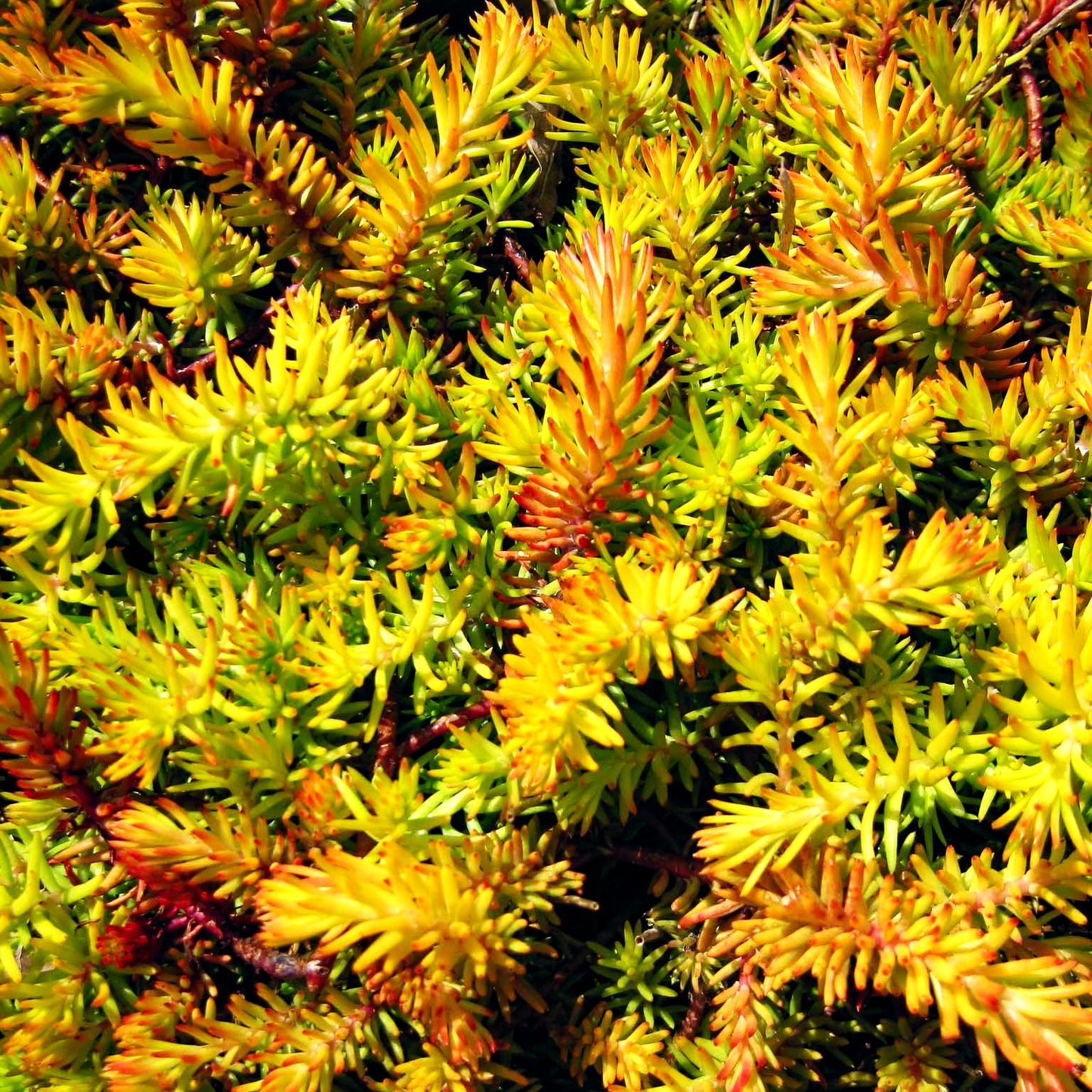 Gelbe-Tripmadam 'Angelina' (Sedum reflexum)