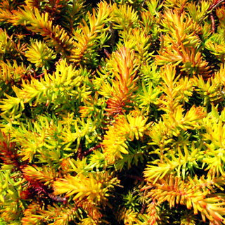 Gelbe-Tripmadam 'Angelina' (Sedum reflexum)