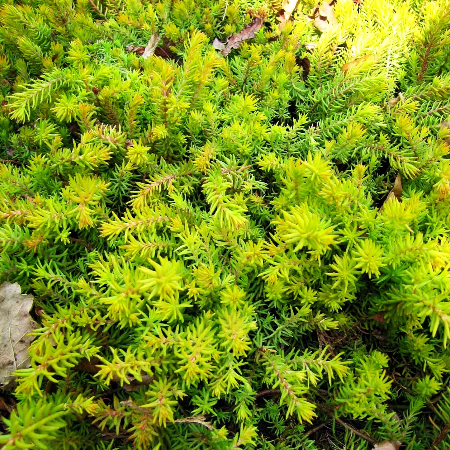 Gelbe-Tripmadam 'Angelina' (Sedum reflexum)