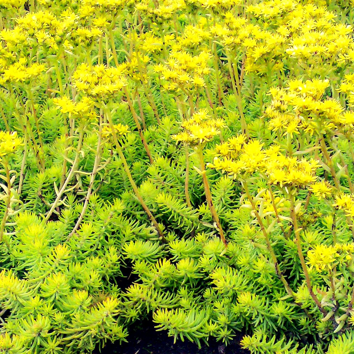 Gelbe-Tripmadam 'Angelina' (Sedum reflexum)