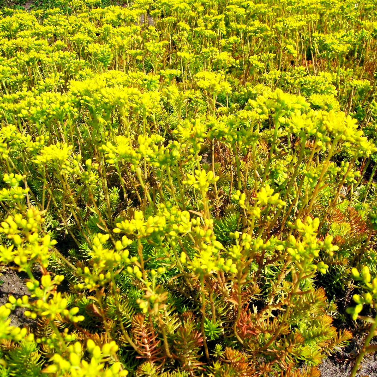 Gelbe-Tripmadam 'Angelina' (Sedum reflexum)