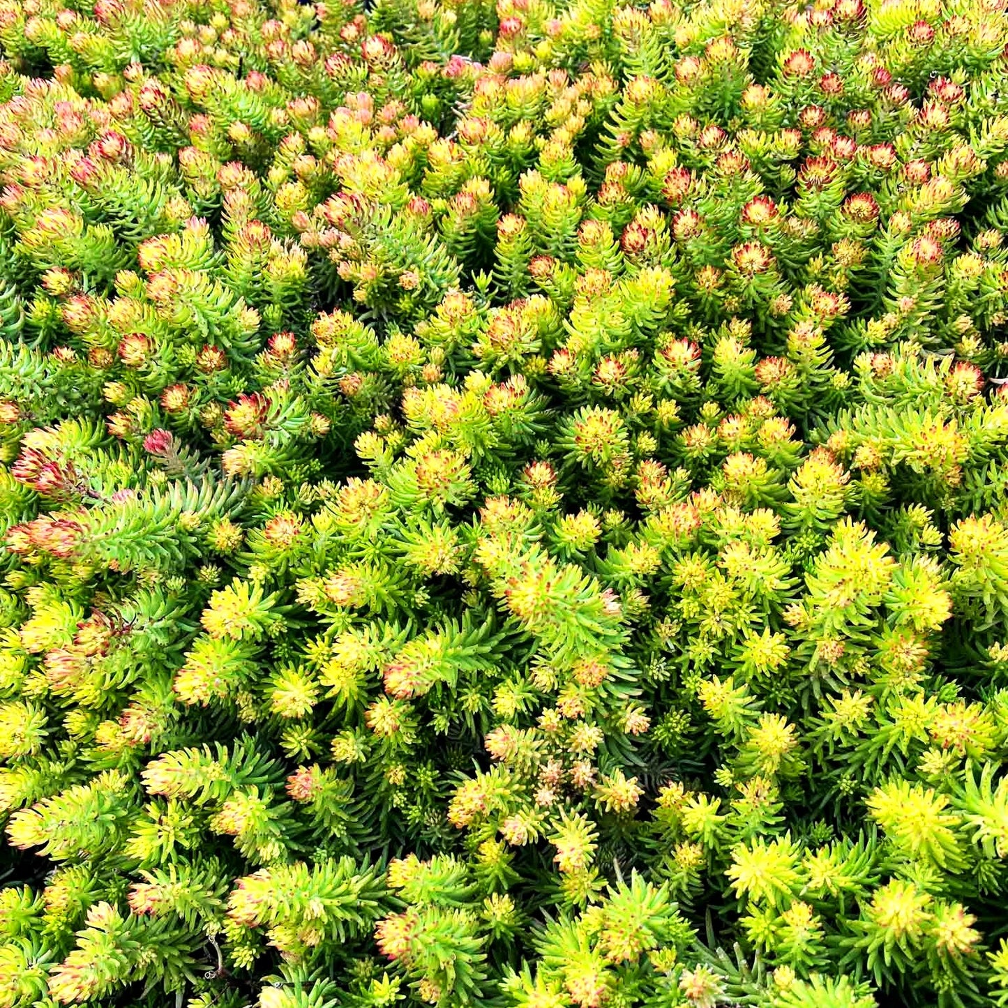 Gelbe-Tripmadam 'Angelina' (Sedum reflexum)