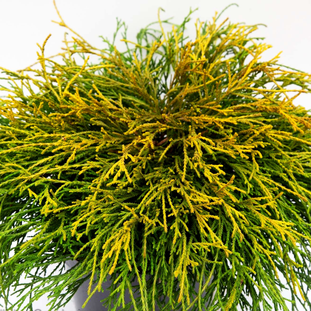 Gelbe Zwerg-Fadenzypresse 'Sungold' (Chamaecyparis pis.)