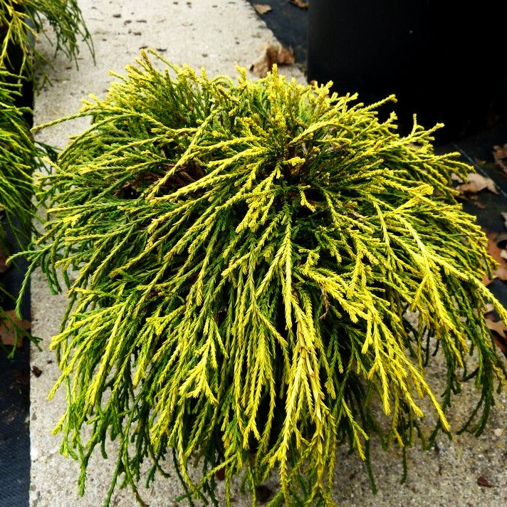 Gelbe Zwerg-Fadenzypresse 'Sungold' (Chamaecyparis pis.)