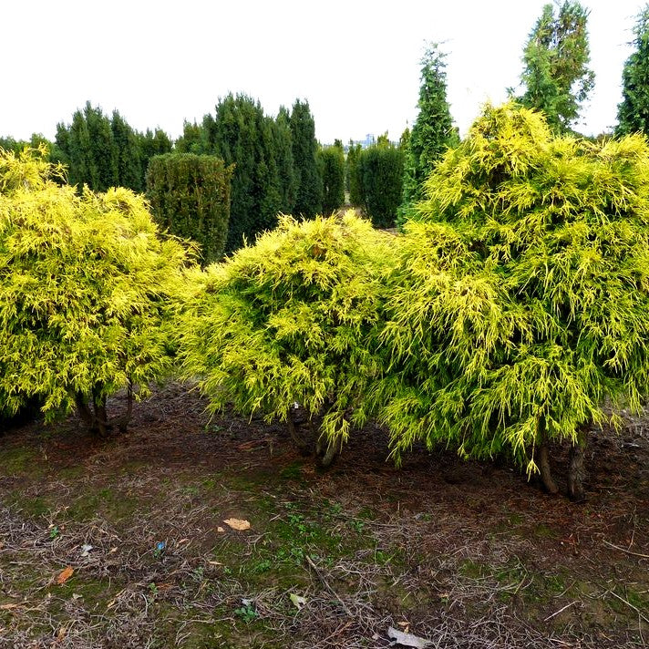 Gelbe Zwerg-Fadenzypresse 'Sungold' (Chamaecyparis pis.)