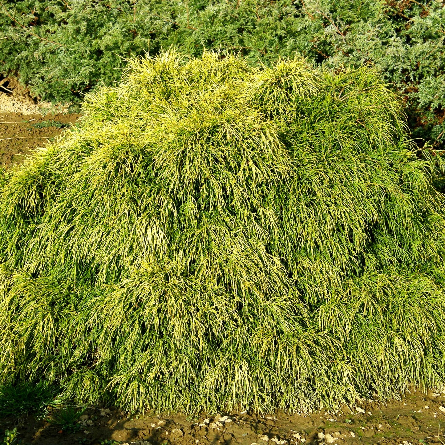 Gelbe Zwerg-Fadenzypresse 'Sungold' (Chamaecyparis pis.)