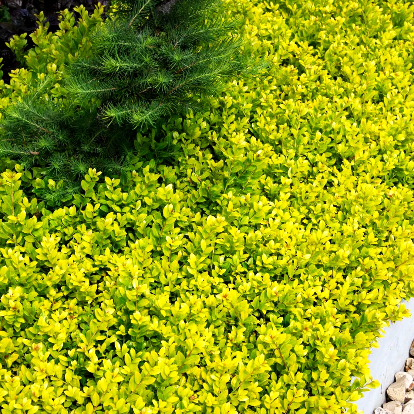 Gelber Berg-Ilex 'Golden Gem' (Ilex crenata)