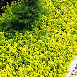 Gelber Berg-Ilex 'Golden Gem' (Ilex crenata)