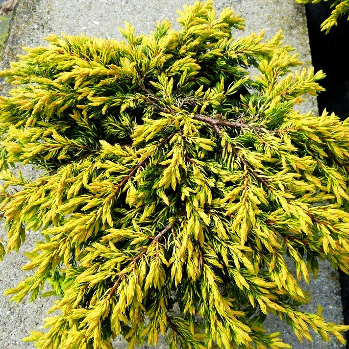 Gelber Kriech-Wacholder 'Goldschatz' (Juniperus com.)