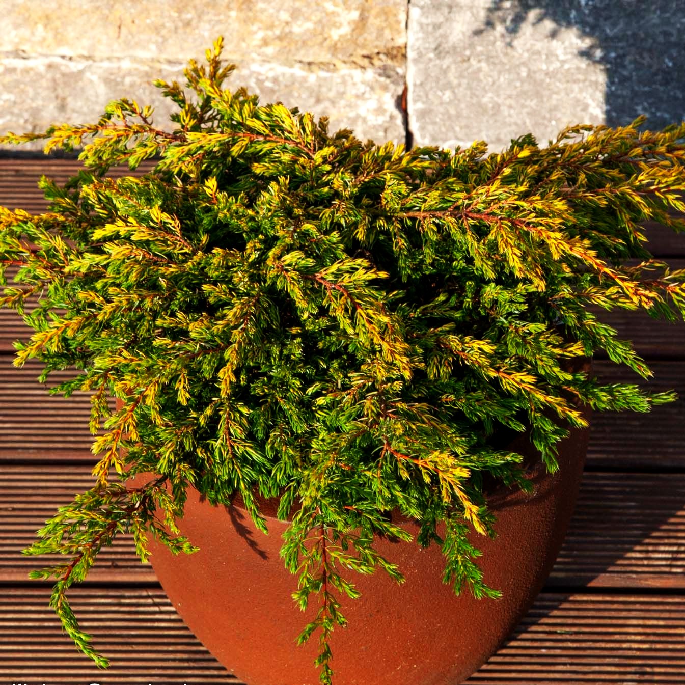Gelber Kriech-Wacholder 'Goldschatz' (Juniperus com.)