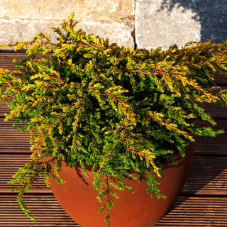 Gelber Kriech-Wacholder 'Goldschatz' (Juniperus com.)