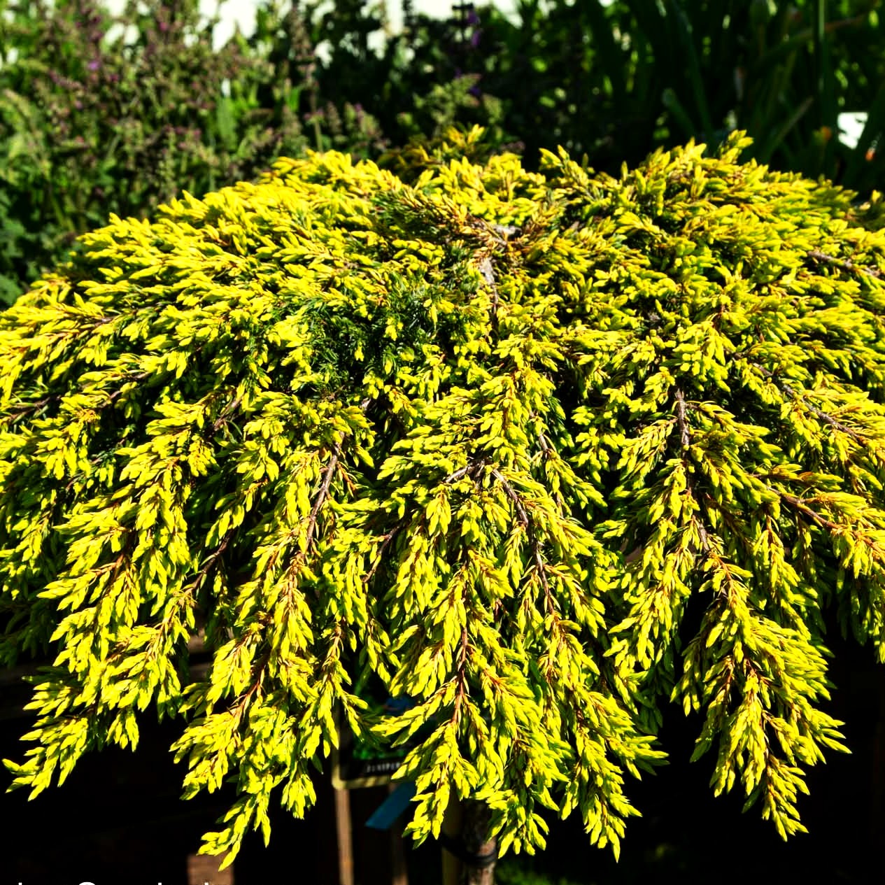 Gelber Kriech-Wacholder 'Goldschatz' (Juniperus com.)