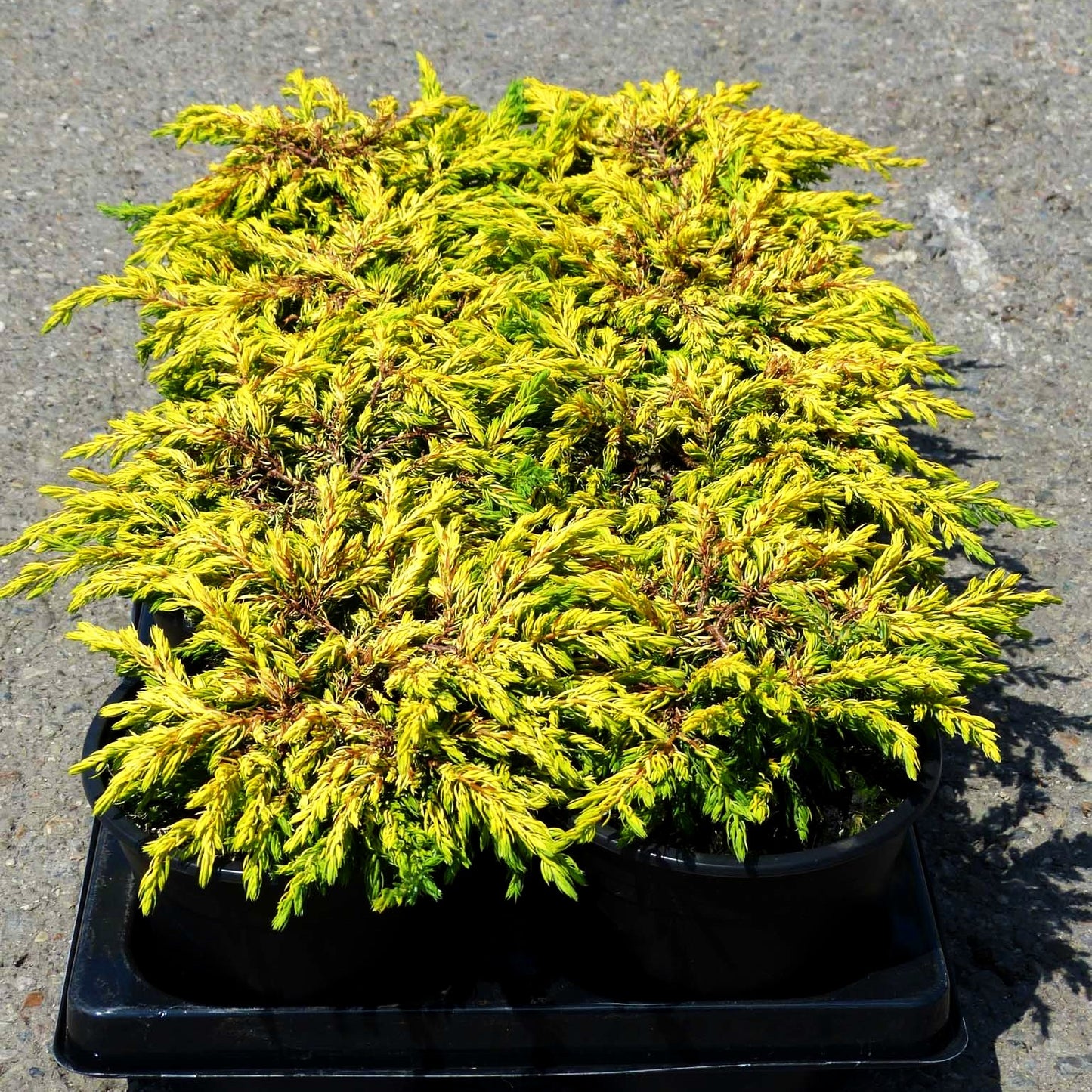 Gelber Kriech-Wacholder 'Goldschatz' (Juniperus com.)