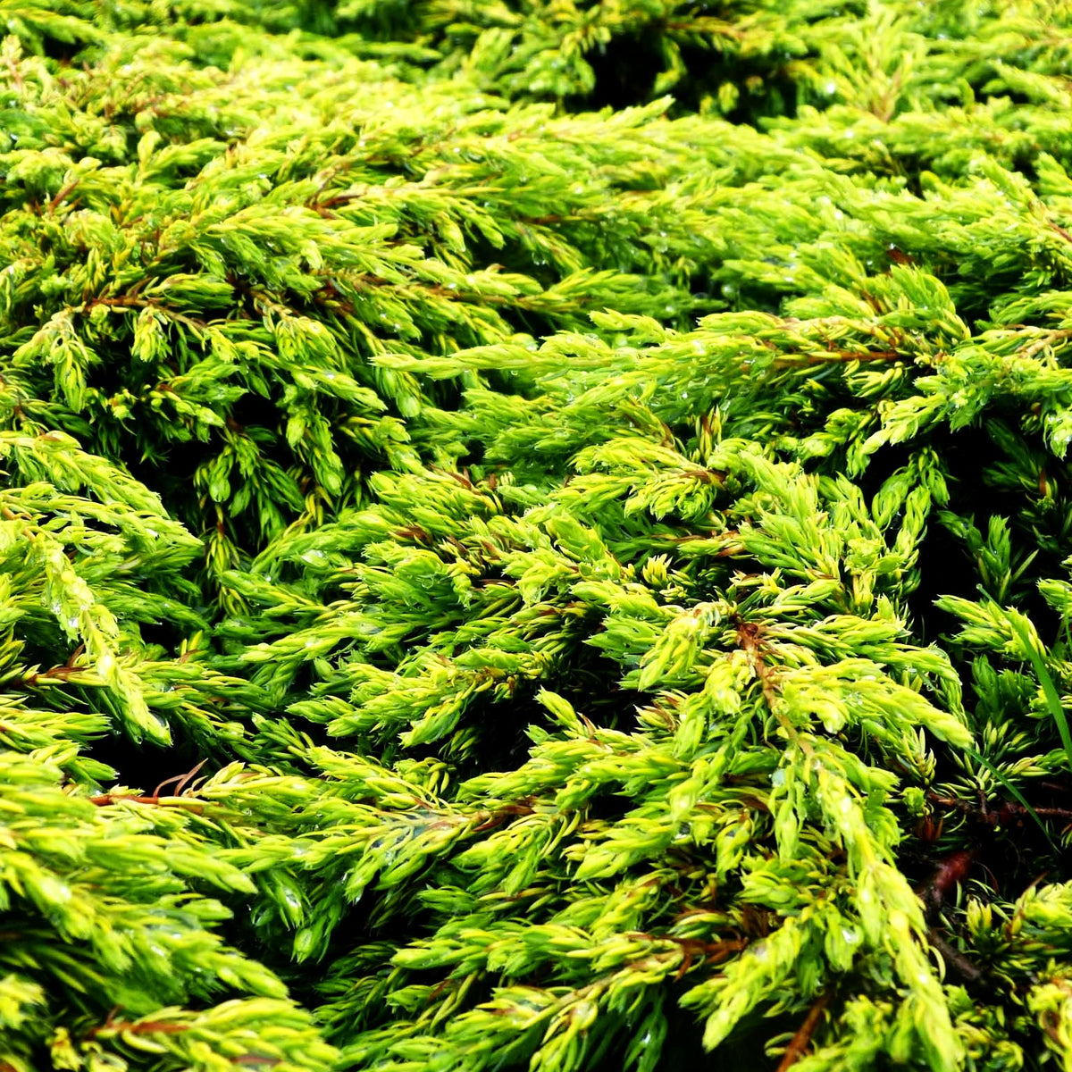 Gelber Kriech-Wacholder 'Goldschatz' (Juniperus com.)