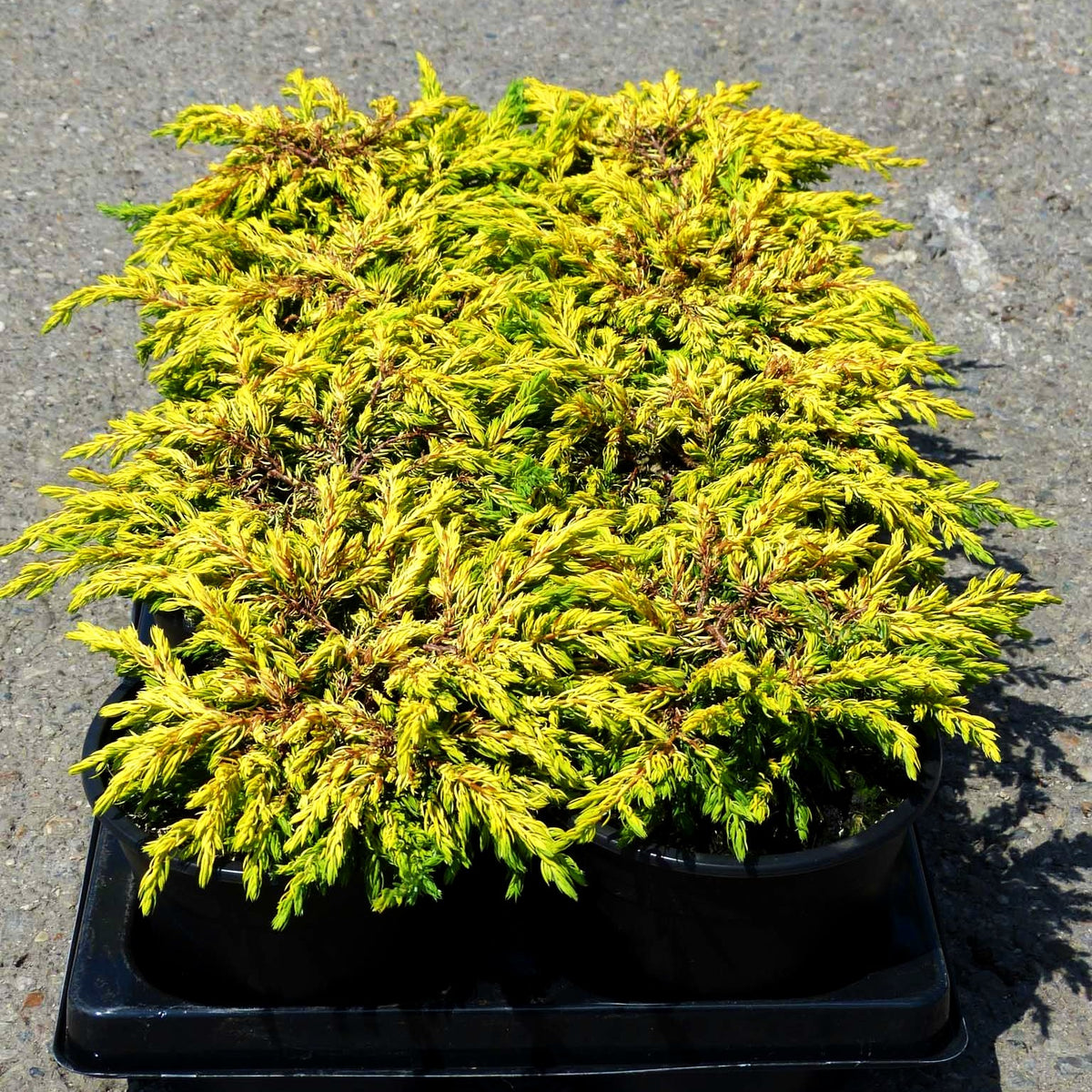 Gelber Kriech-Wacholder 'Goldschatz' (Juniperus com.)