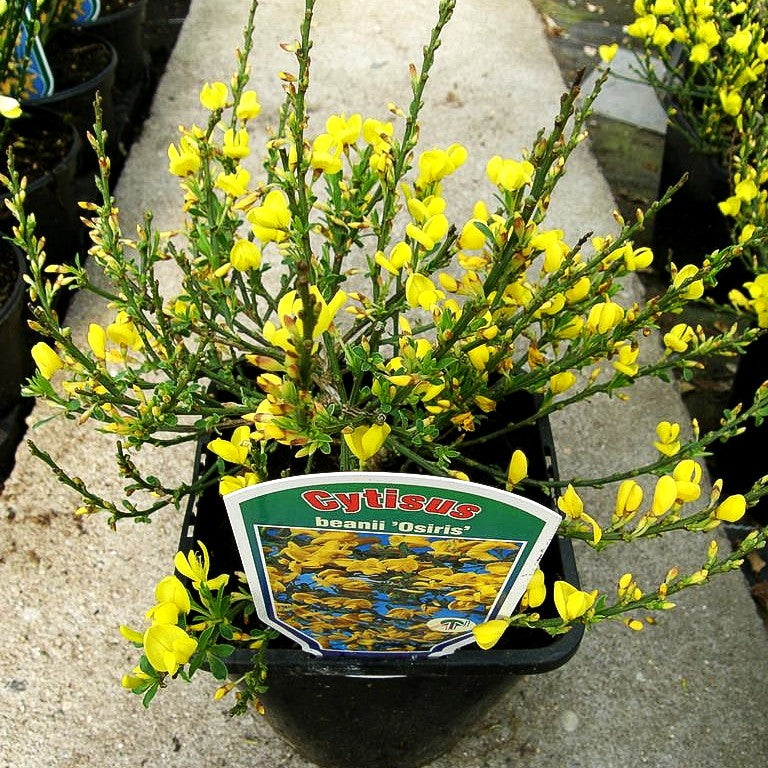 Gelber Kriechginster 'Osiris' (Cytisus x beanii)