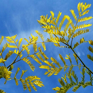 Gelber Lederhülsenbaum 'Spectrum' (Gleditsia triacanthos)
