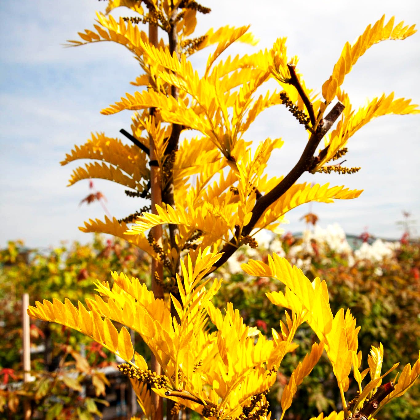 Gelber Lederhülsenbaum 'Spectrum' (Gleditsia triacanthos)