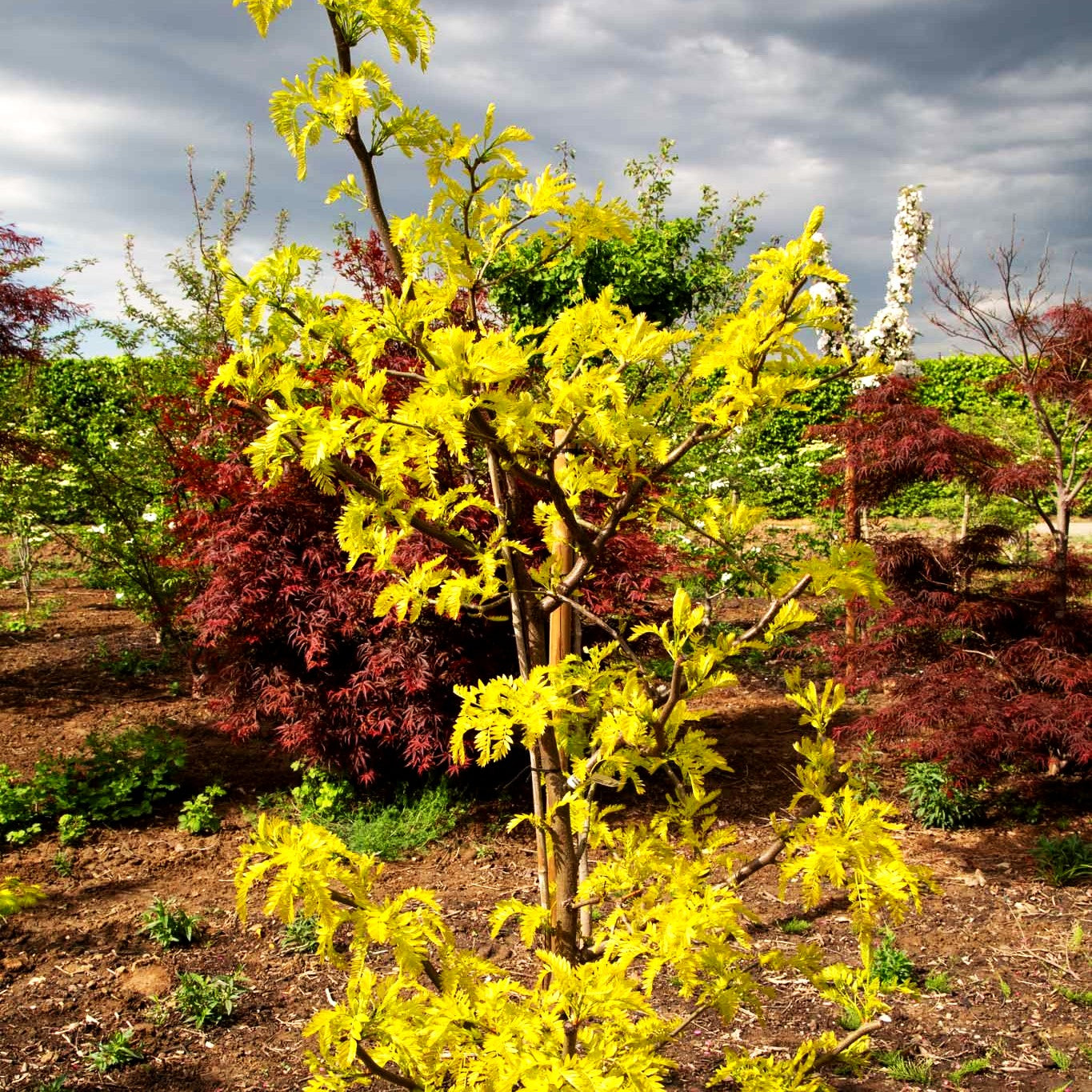 Gelber Lederhülsenbaum 'Spectrum' (Gleditsia triacanthos)