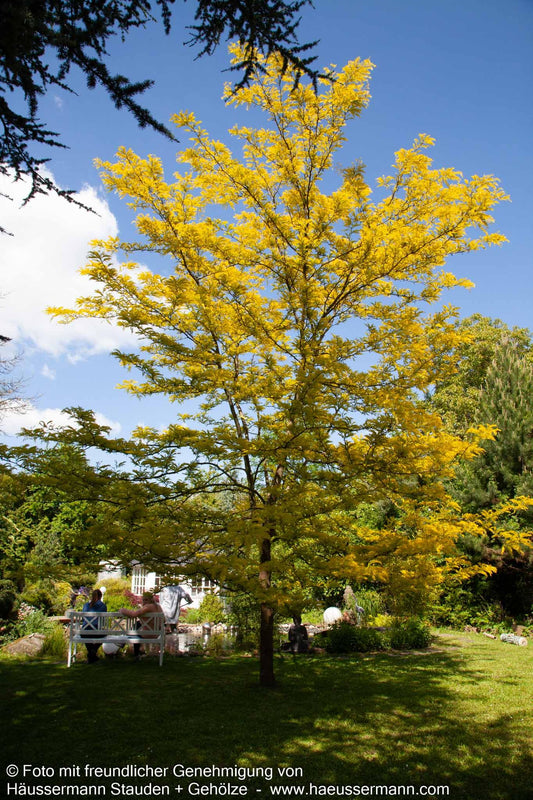 Gelber Lederhülsenbaum 'Sunburst' (Gleditsia triacanthos)