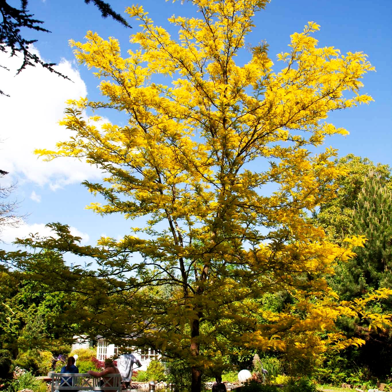 Gelber Lederhülsenbaum 'Sunburst' (Gleditsia triacanthos)