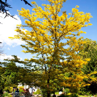 Gelber Lederhülsenbaum 'Sunburst' (Gleditsia triacanthos)